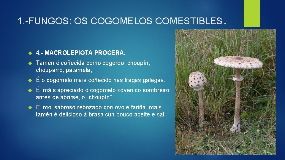 1. -FUNGOS: OS COGOMELOS COMESTIBLES. 4. - MACROLEPIOTA PROCERA. Tamén é coñecida como cogordo,