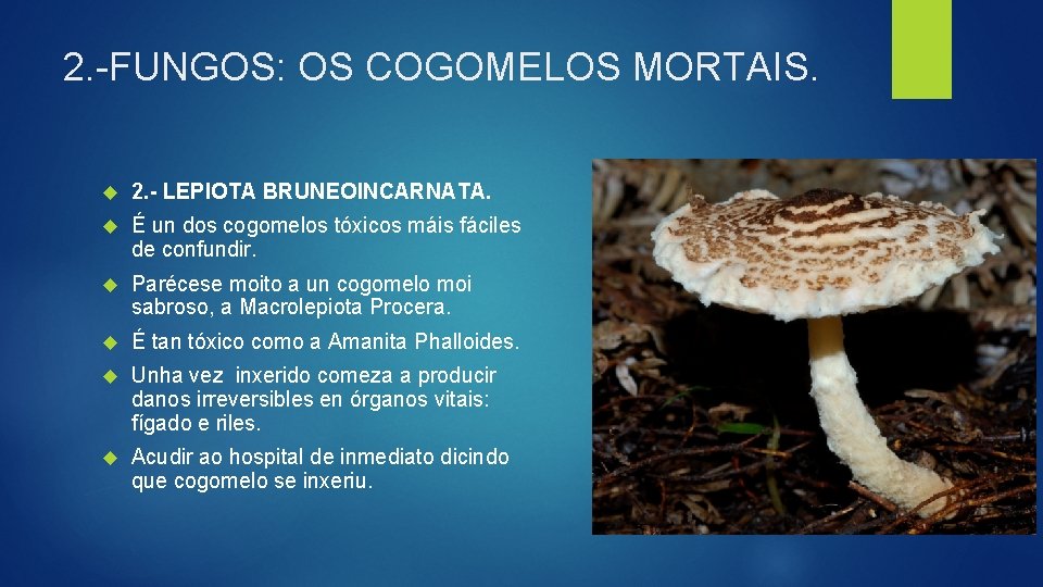 2. -FUNGOS: OS COGOMELOS MORTAIS. 2. - LEPIOTA BRUNEOINCARNATA. É un dos cogomelos tóxicos