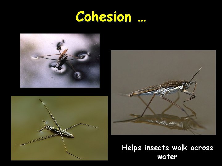Cohesion … Helps insects walk across water 