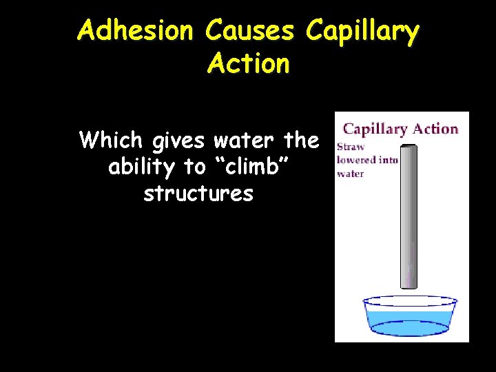 Adhesion Causes Capillary Action Which gives water the ability to “climb” structures 