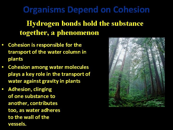 Organisms Depend on Cohesion Hydrogen bonds hold the substance together, a phenomenon called cohesion