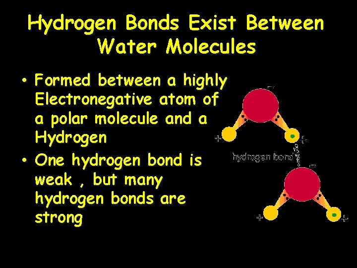 Hydrogen Bonds Exist Between Water Molecules • Formed between a highly Electronegative atom of