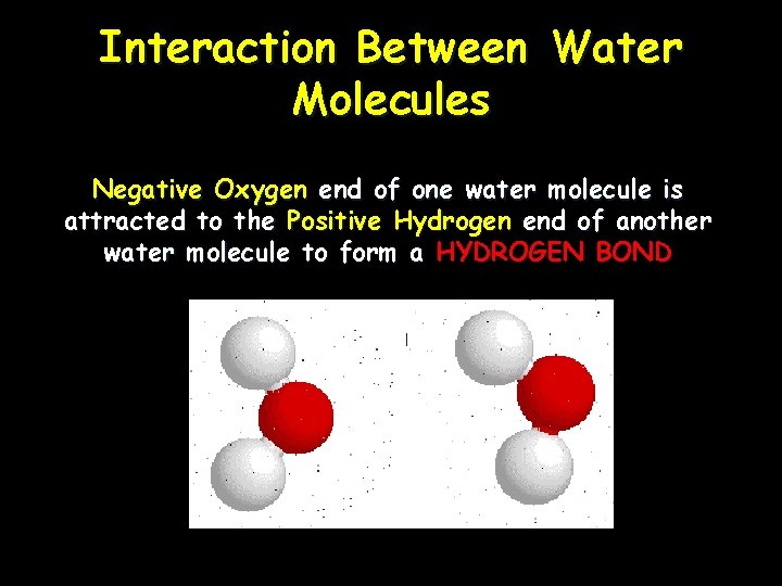 Interaction Between Water Molecules Negative Oxygen end of one water molecule is attracted to