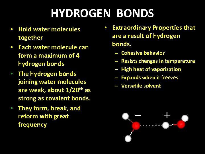 HYDROGEN BONDS • Hold water molecules together • Each water molecule can form a