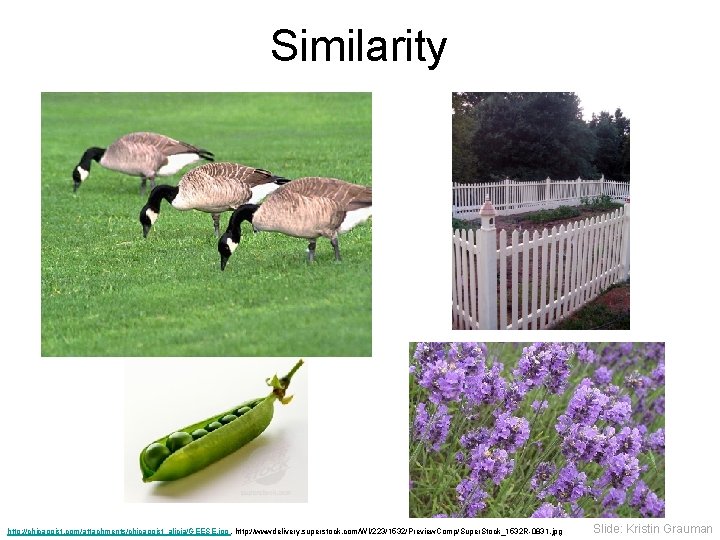 Similarity http: //chicagoist. com/attachments/chicagoist_alicia/GEESE. jpg , http: //wwwdelivery. superstock. com/WI/223/1532/Preview. Comp/Super. Stock_1532 R-0831. jpg