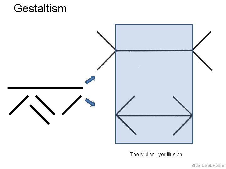 Gestaltism The Muller-Lyer illusion Slide: Derek Hoiem 