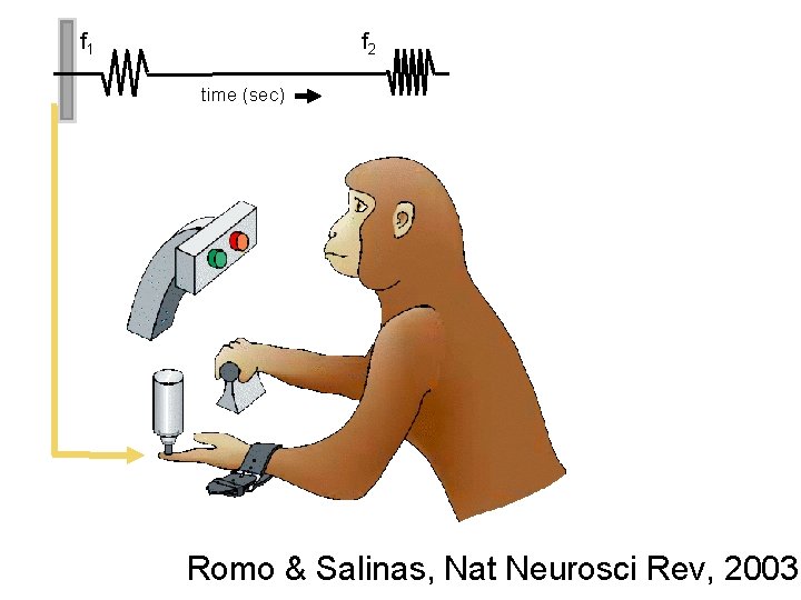 f 1 f 2 time (sec) Romo & Salinas, Nat Neurosci Rev, 2003 