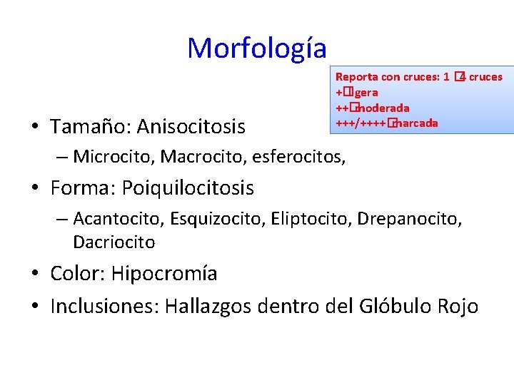 Morfología • Tamaño: Anisocitosis Reporta con cruces: 1 � 4 cruces +�ligera ++�moderada +++/++++�marcada
