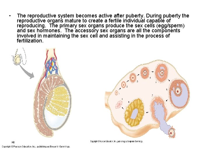  • The reproductive system becomes active after puberty. During puberty the reproductive organs