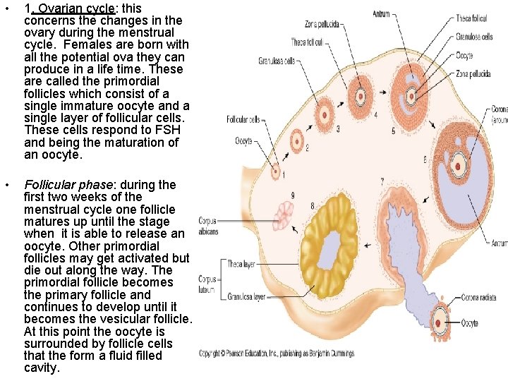  • 1. Ovarian cycle: this concerns the changes in the ovary during the