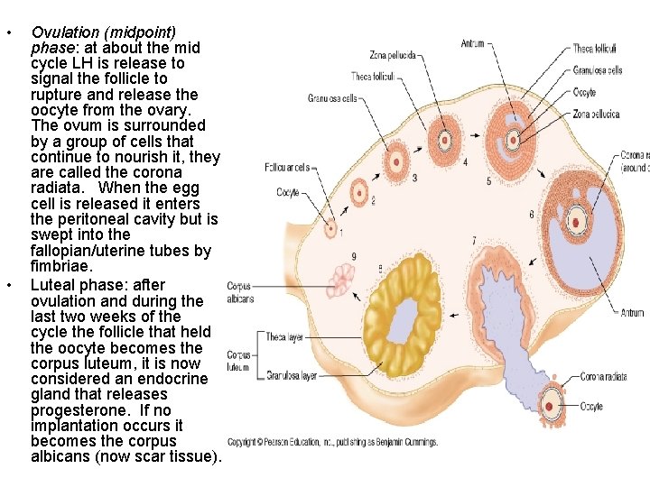  • • Ovulation (midpoint) phase: at about the mid cycle LH is release