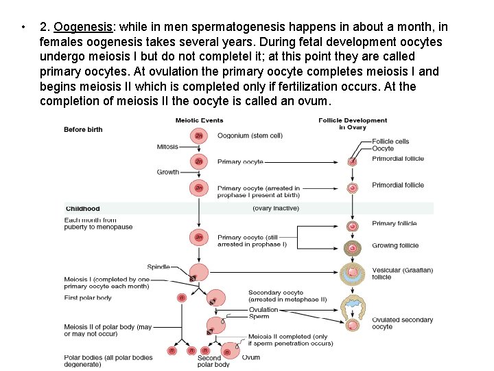  • 2. Oogenesis: while in men spermatogenesis happens in about a month, in