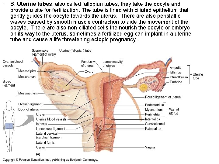  • B. Uterine tubes: also called fallopian tubes, they take the oocyte and