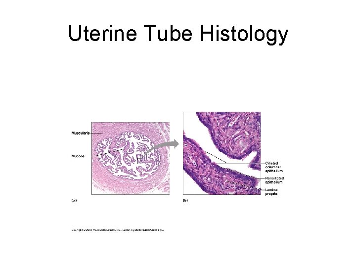 Uterine Tube Histology 