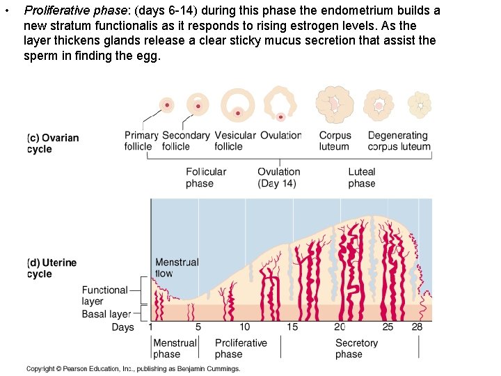  • Proliferative phase: (days 6 -14) during this phase the endometrium builds a