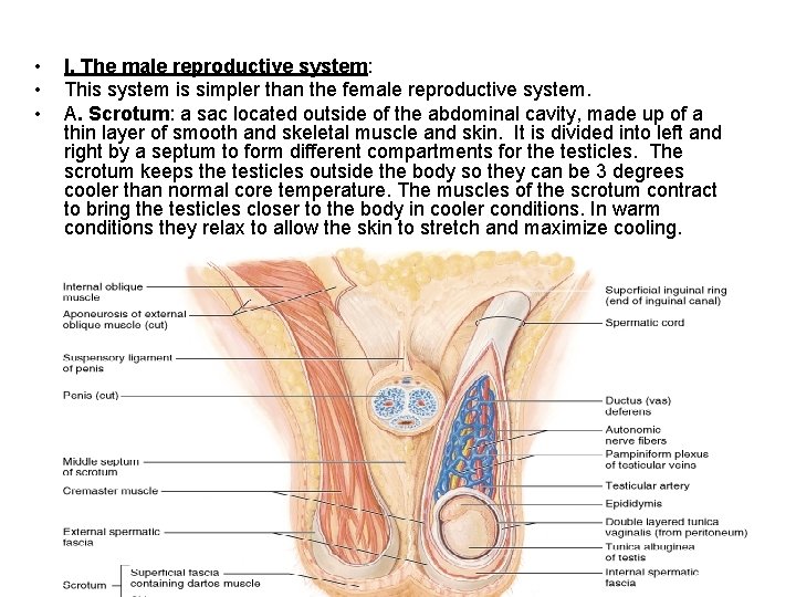  • • • I. The male reproductive system: This system is simpler than