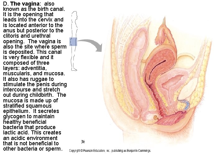 D. The vagina: also known as the birth canal. It is the opening that