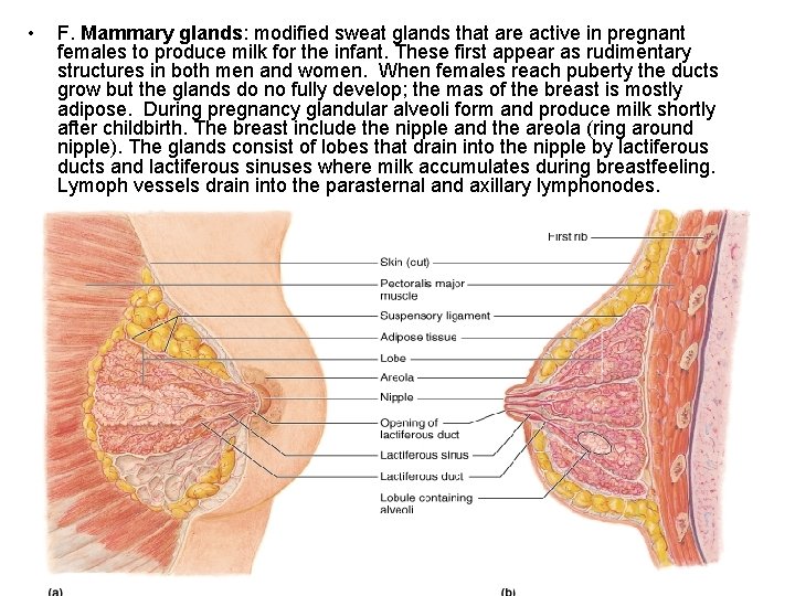  • F. Mammary glands: modified sweat glands that are active in pregnant females