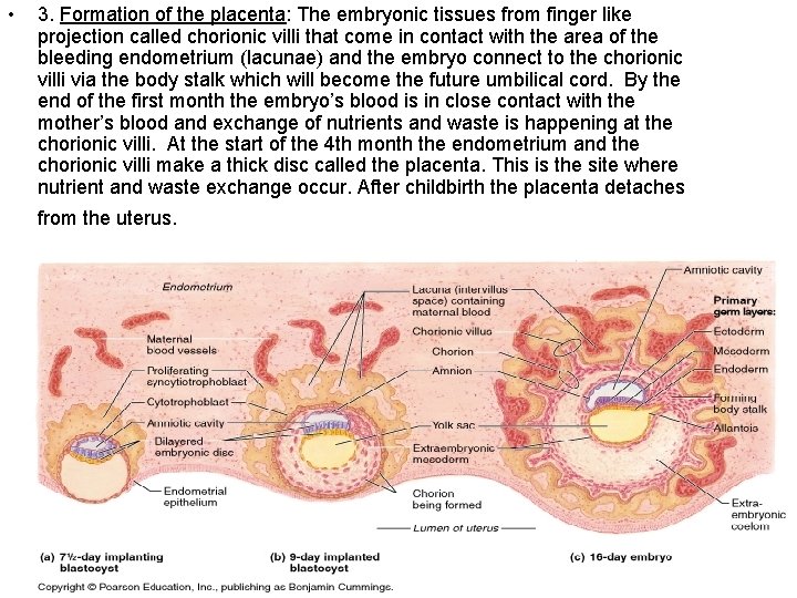  • 3. Formation of the placenta: The embryonic tissues from finger like projection