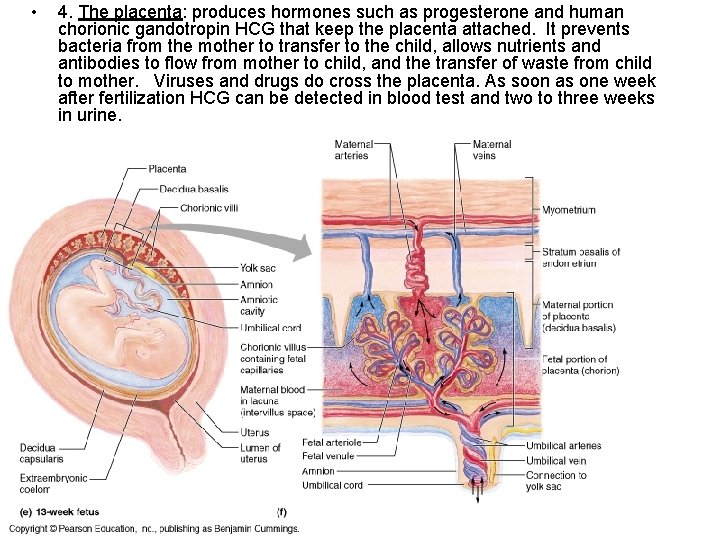  • 4. The placenta: produces hormones such as progesterone and human chorionic gandotropin