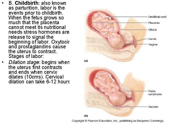  • B. Childbirth: also known as parturition, labor is the events prior to