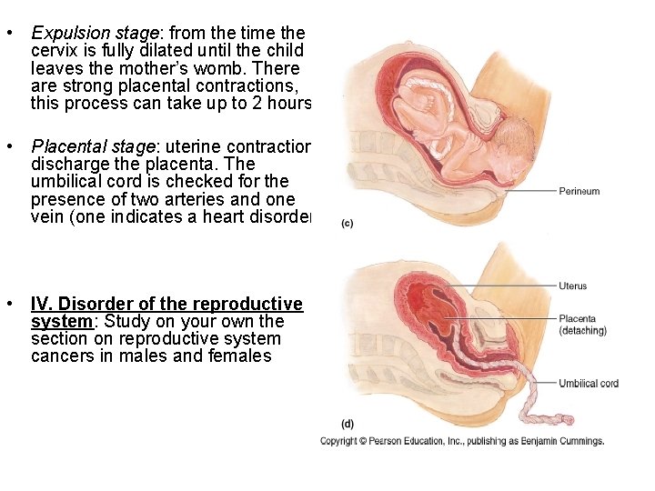  • Expulsion stage: from the time the cervix is fully dilated until the