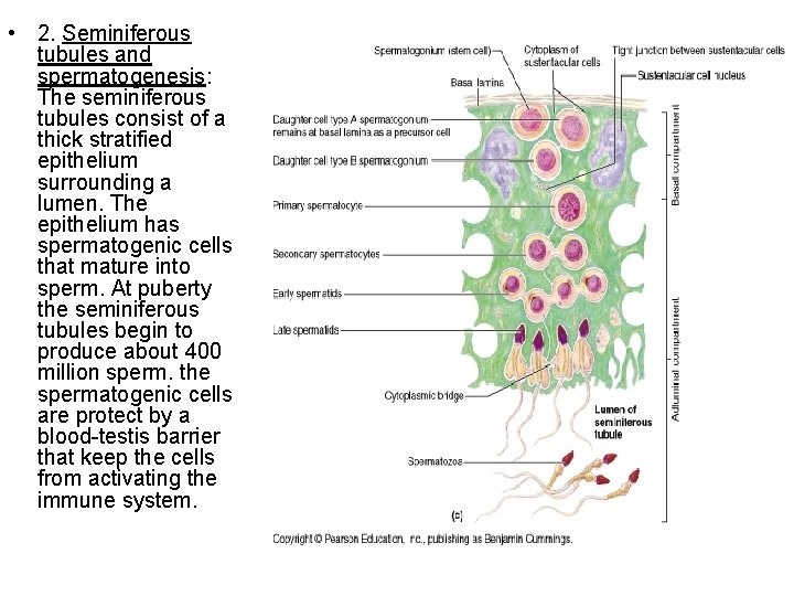  • 2. Seminiferous tubules and spermatogenesis: The seminiferous tubules consist of a thick