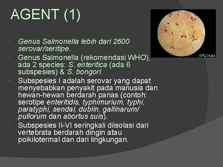 AGENT (1) Genus Salmonella lebih dari 2600 serovar/seritipe. Genus Salmonella (rekomendasi WHO), ada 2