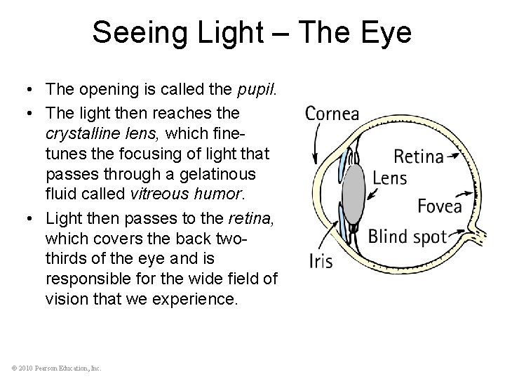 Seeing Light – The Eye • The opening is called the pupil. • The