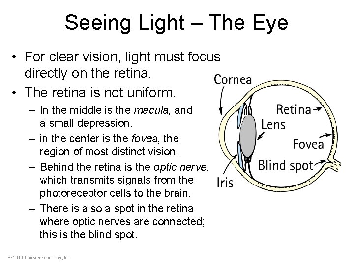 Seeing Light – The Eye • For clear vision, light must focus directly on