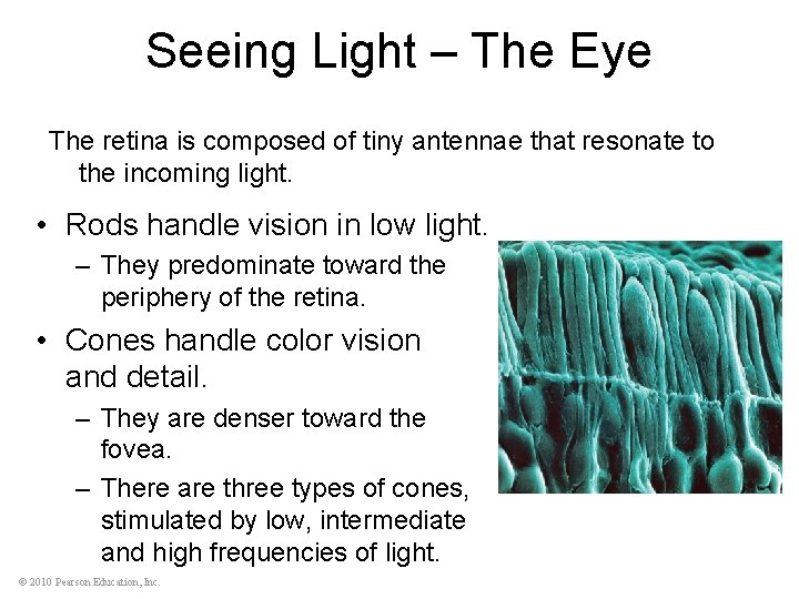 Seeing Light – The Eye The retina is composed of tiny antennae that resonate