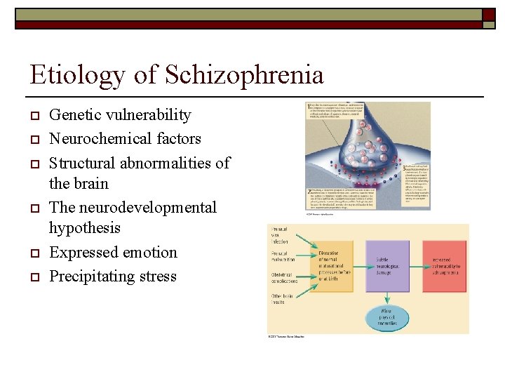 Etiology of Schizophrenia o o o Genetic vulnerability Neurochemical factors Structural abnormalities of the