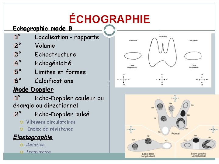 ÉCHOGRAPHIE Echographie mode B � 1° Localisation - rapports � 2° Volume � 3°