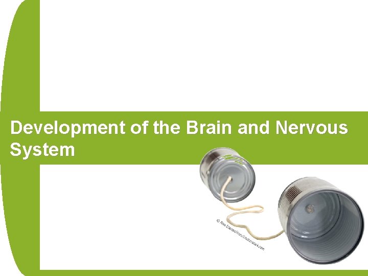 Development of the Brain and Nervous System 