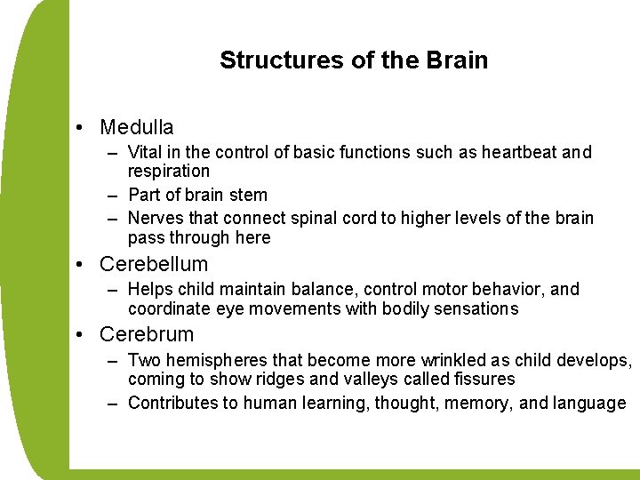 Structures of the Brain • Medulla – Vital in the control of basic functions