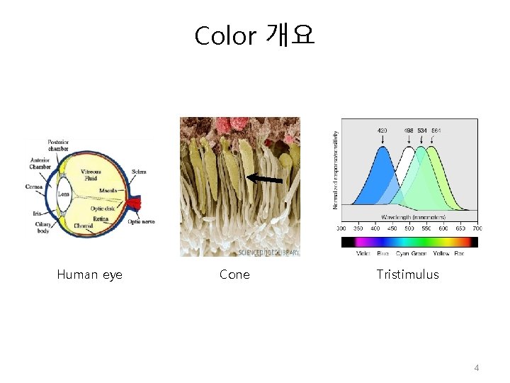 Color 개요 Human eye Cone Tristimulus 4 