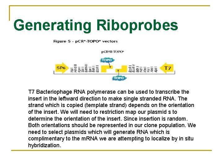 Generating Riboprobes T 7 Bacteriophage RNA polymerase can be used to transcribe the insert