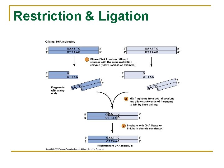 Restriction & Ligation 