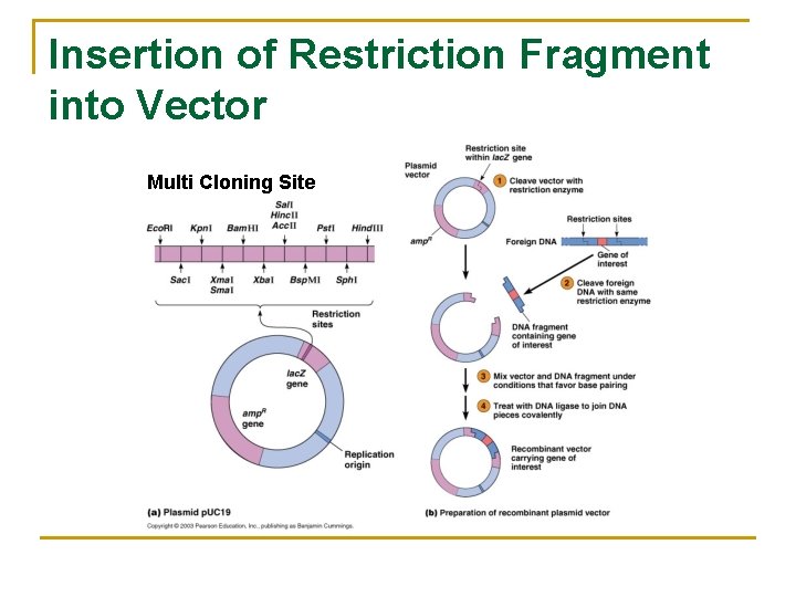 Insertion of Restriction Fragment into Vector Multi Cloning Site 