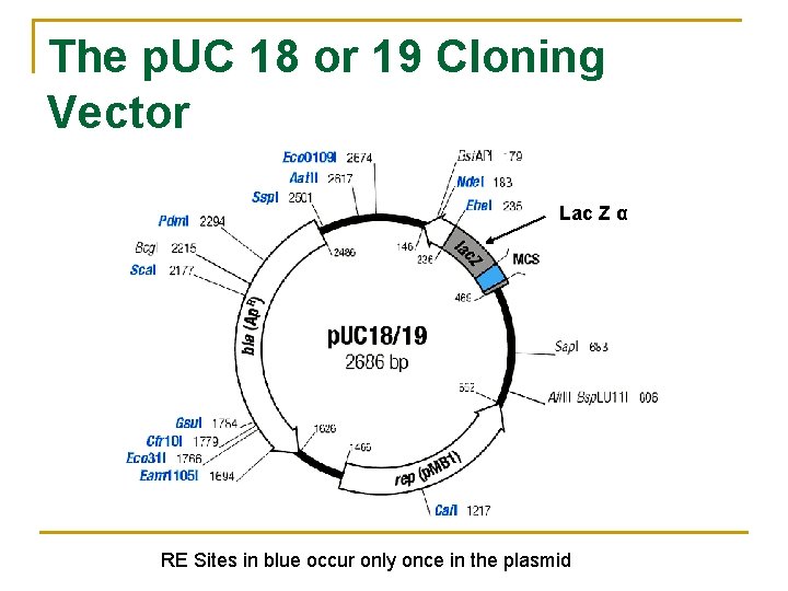 The p. UC 18 or 19 Cloning Vector Lac Z α RE Sites in