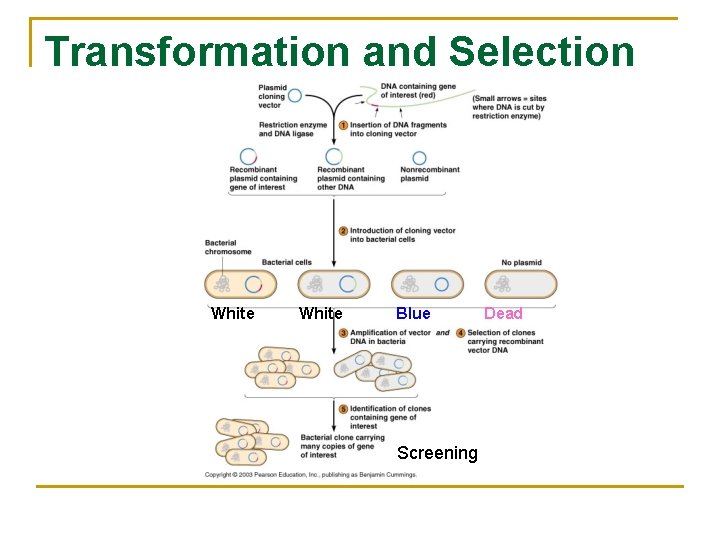 Transformation and Selection White Blue Screening Dead 