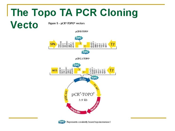 The Topo TA PCR Cloning Vector 