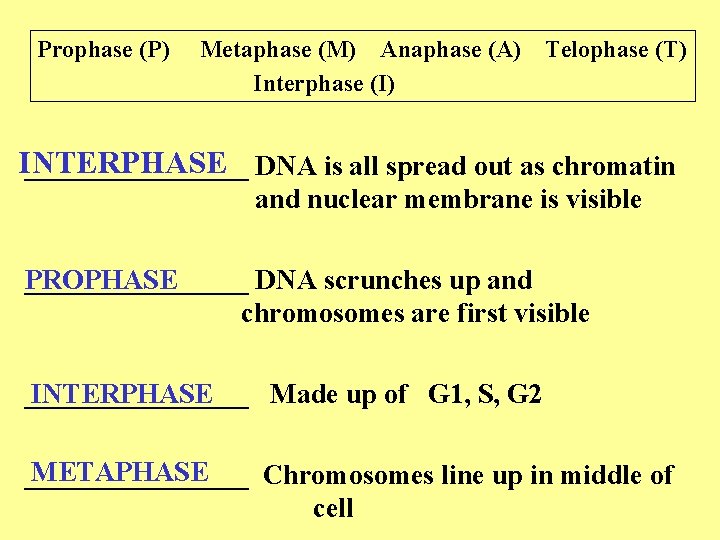 Prophase (P) Metaphase (M) Anaphase (A) Interphase (I) Telophase (T) INTERPHASE ________ DNA is