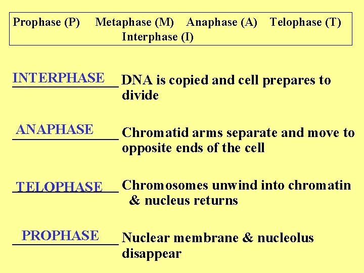 Prophase (P) Metaphase (M) Anaphase (A) Telophase (T) Interphase (I) INTERPHASE ________ DNA is