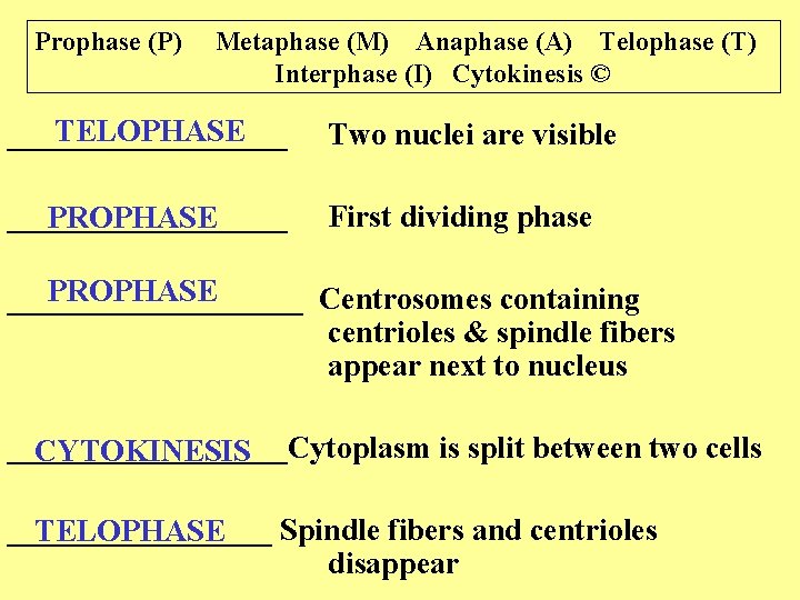 Prophase (P) Metaphase (M) Anaphase (A) Telophase (T) Interphase (I) Cytokinesis © TELOPHASE _________