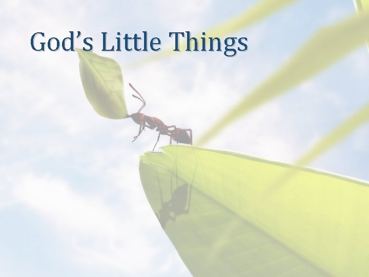 God’s Little Things 