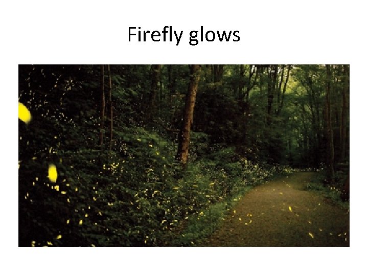 Firefly glows 