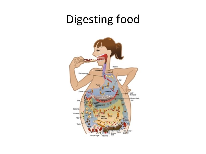 Digesting food 