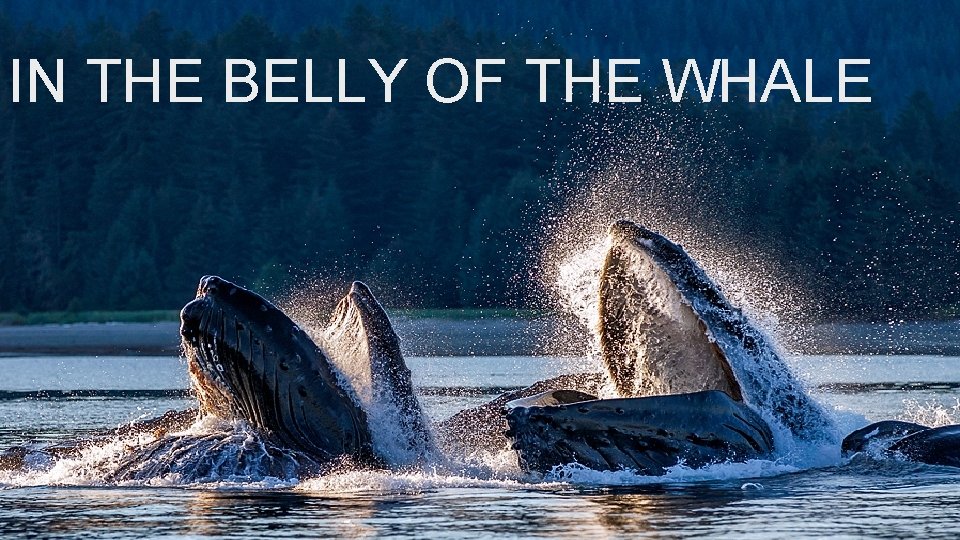 IN THE BELLY OF THE WHALE 