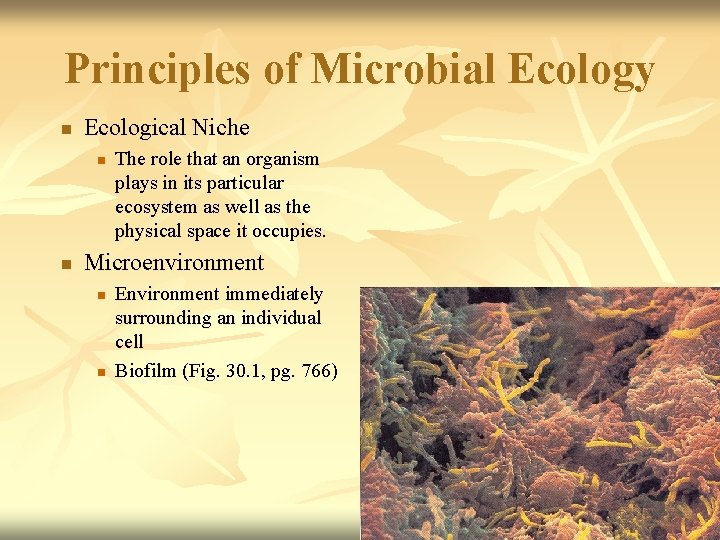 Principles of Microbial Ecology n Ecological Niche n n The role that an organism